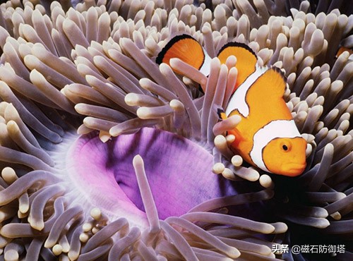 什么！你在海里看到了向日葵？那可能是海葵