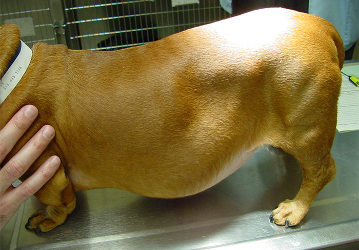 犬蛋白丢失性肠炎是什么引起的,犬蛋白丢失性肠炎