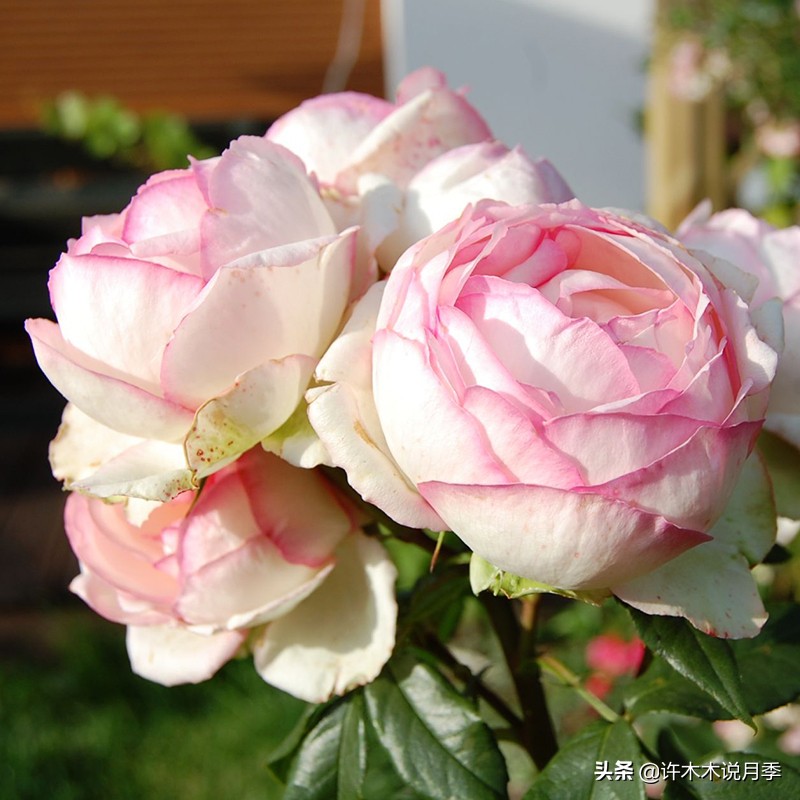 月季花苞突然垂头打蔫施肥过多,月季花苞突然垂头打蔫叶片发黄