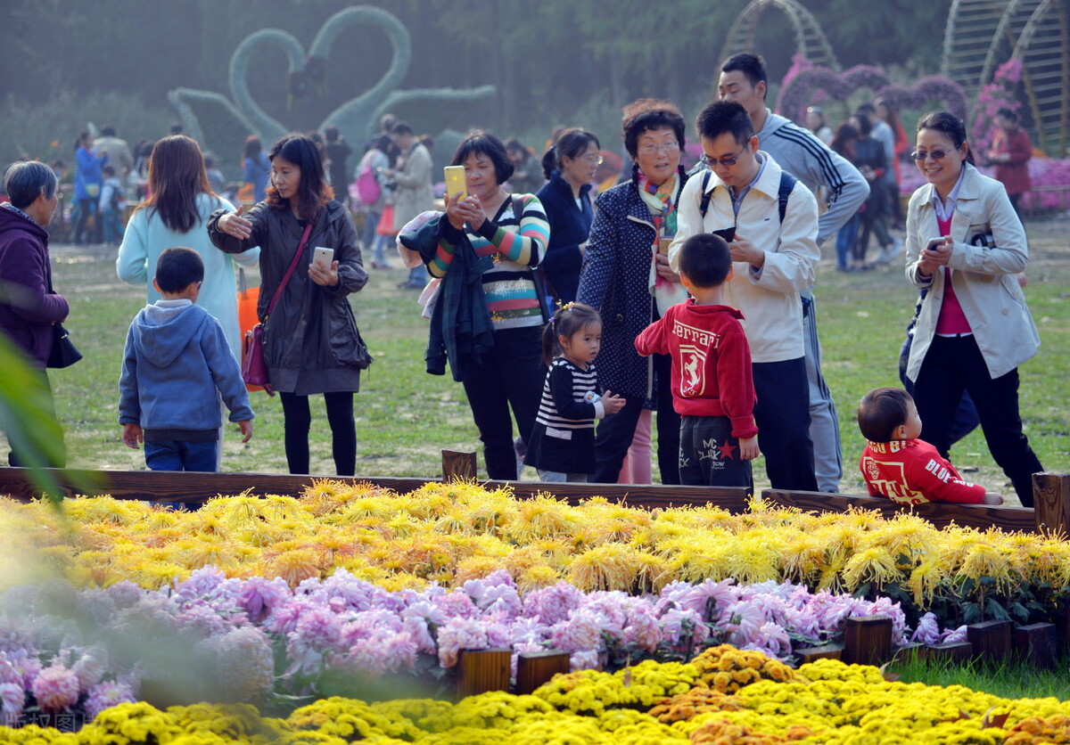 重阳节赏菊正当时，推荐国内这9个地方的赏菊好去处，沉浸式赏花