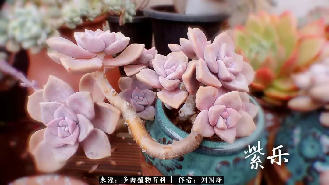 七百元打造的多肉王国，你还缺什么？