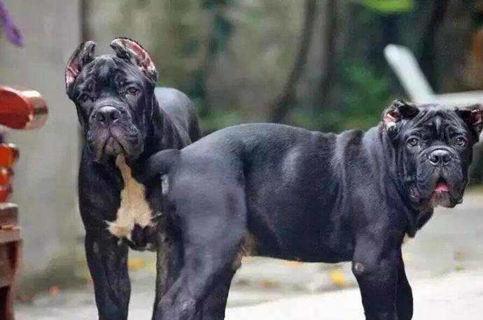 卡斯罗为什么几乎没人养,卡斯罗犬有多可怕