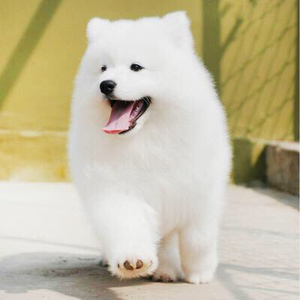 土狗串串萨摩耶还有机会长毛吗,萨摩耶纯种狗和不纯的区别