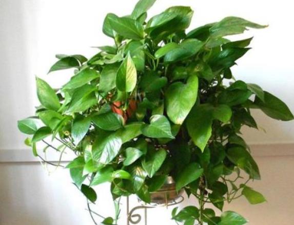 绿萝浇水加点它轻轻松松养爆盆,怎样才能让绿萝枝繁叶茂又绿又亮