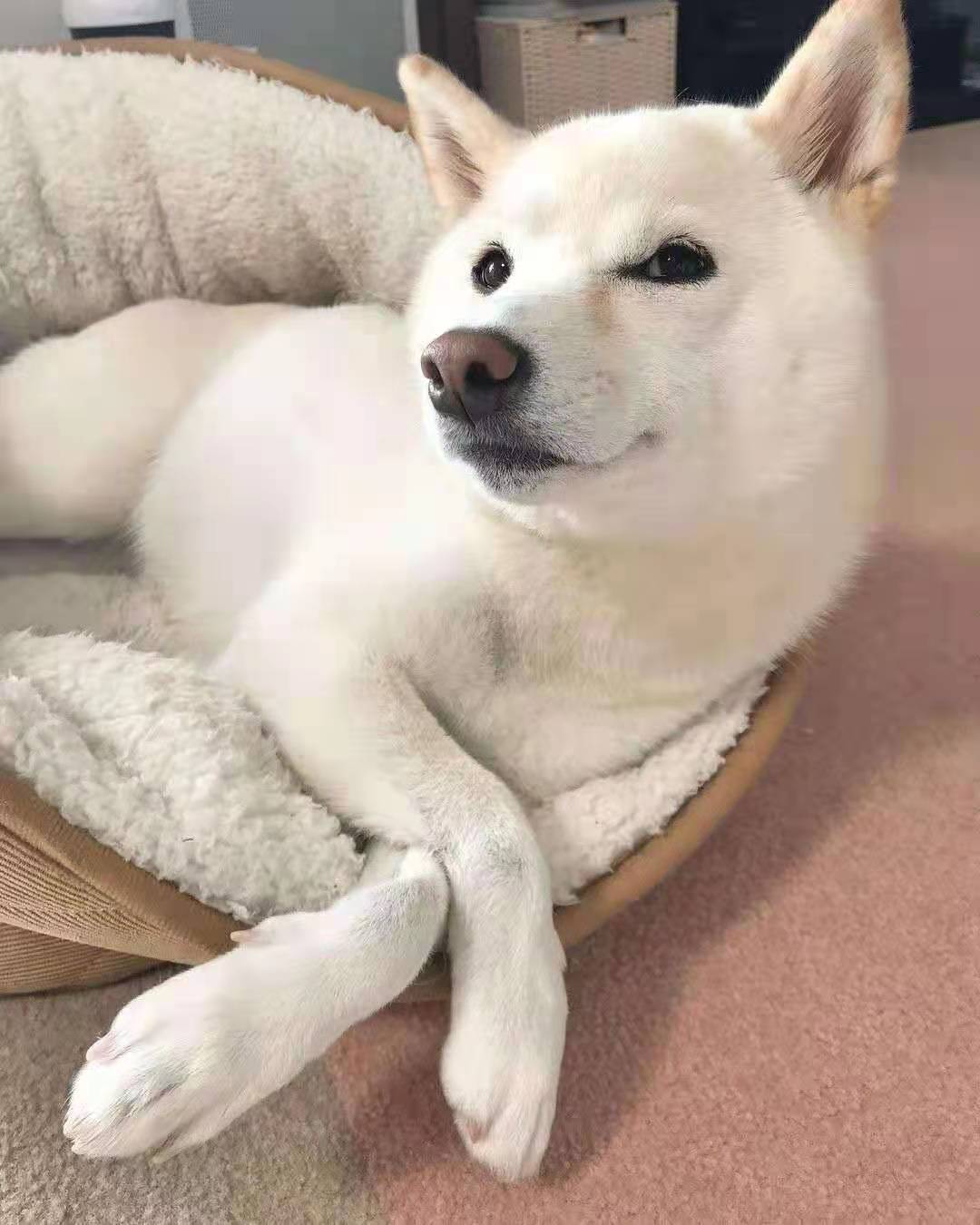 柴犬和正常颜色的柴犬哪个好,黑色柴犬和黄色柴犬哪种正宗