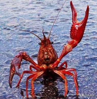 小龙虾可以和观赏鱼一起养吗,小龙虾可不可和观赏鱼养