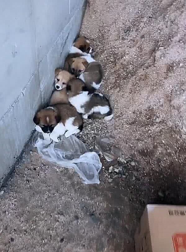 流浪泰迪遇到新主人,流浪泰迪看到人就跑