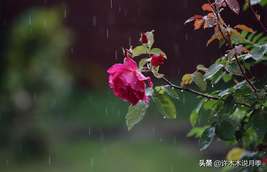 月季应该怎么浇水,月季的浇水注意事项