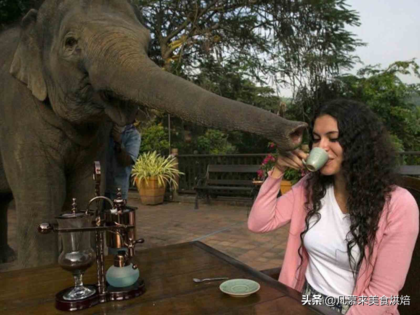 云南咖啡高端咖啡,云南咖啡店被吐槽