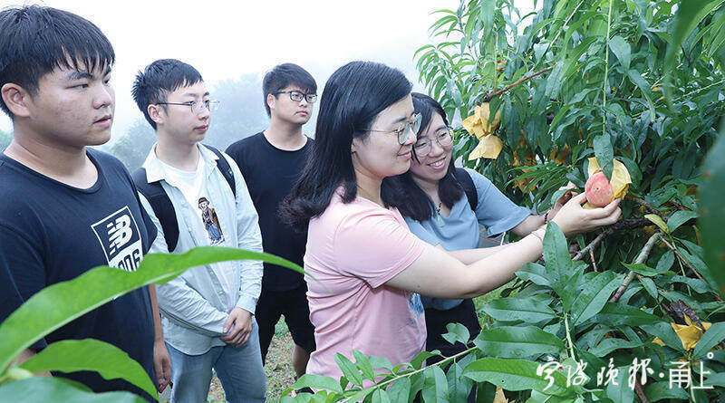 宁波大学教师苦研水蜜桃“驻颜术”，帮了浙江桃农大忙
