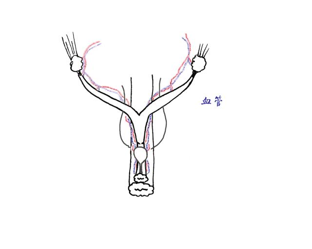 猫咪绝育后性格会改变吗,猫咪什么时候做绝育最好