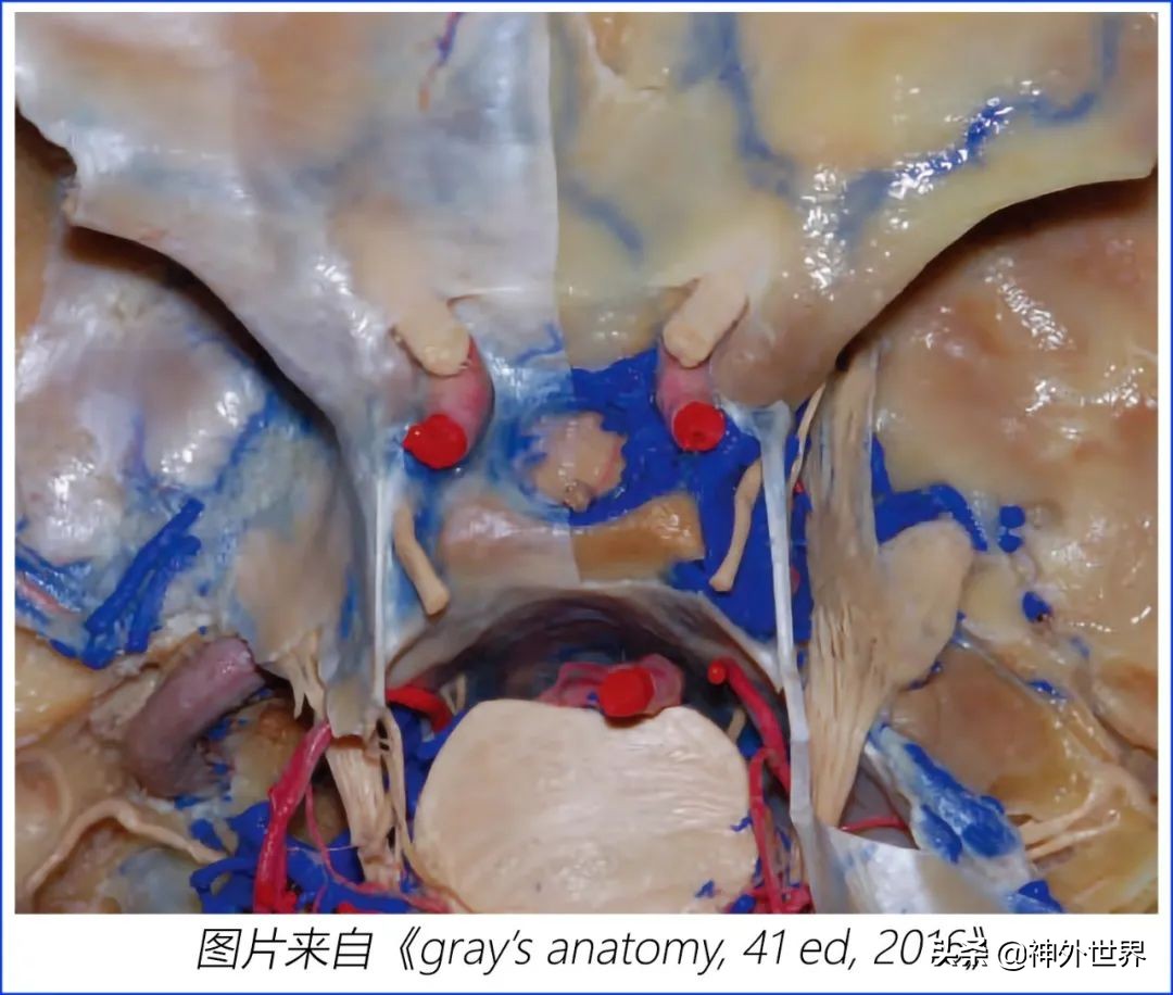 鞍区解剖学习笔记之——垂体
