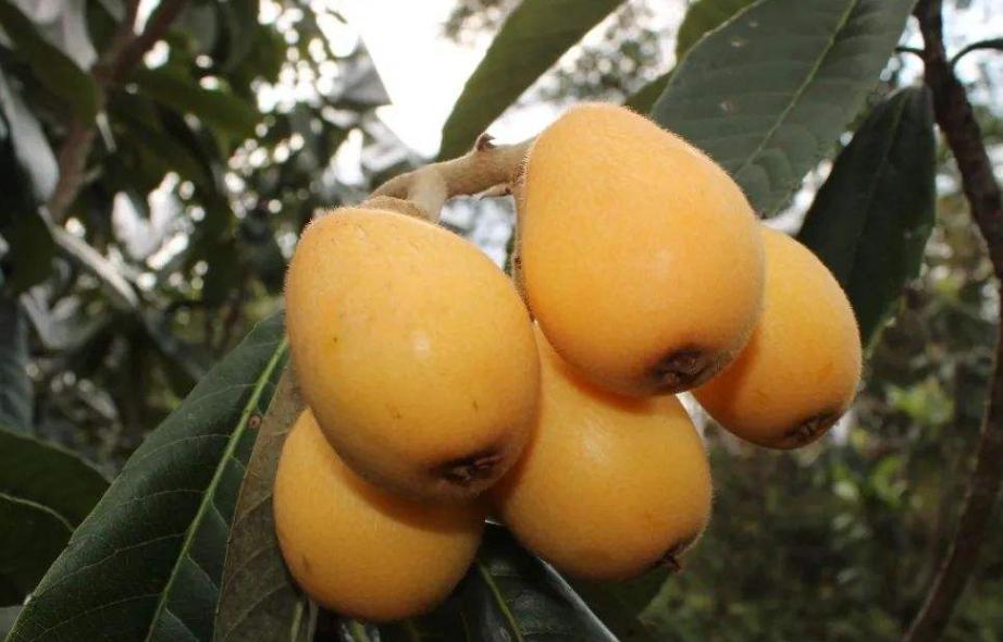 枇杷的哪个品种最好,大果枇杷