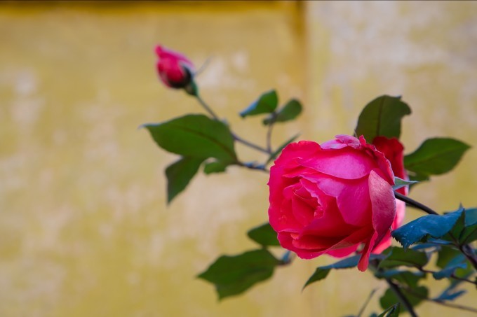 消失的地平线上的“香巴拉”和“女儿国”（二）