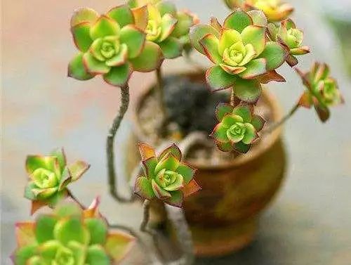 多肉长气根的原因及治疗,为啥多肉杆上长须根