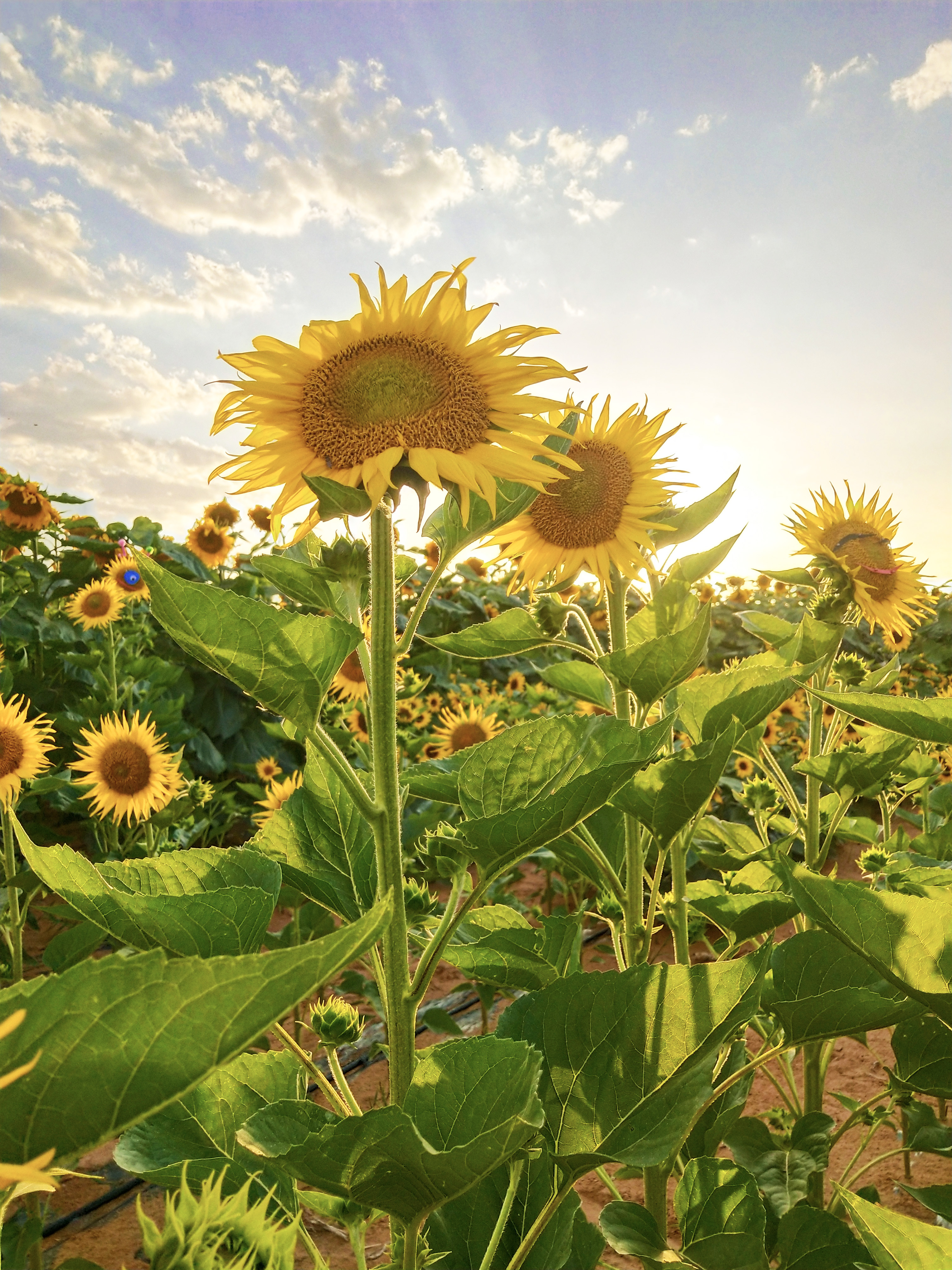 拍花海摄影技巧,如何拍出好看的花海视频