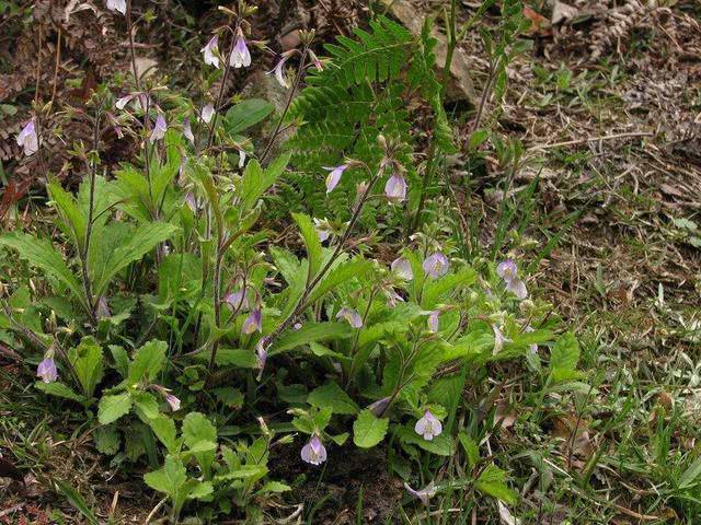 105种野草图片大全,105种野草的图片功效与作用