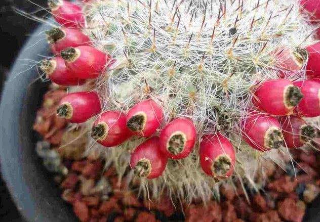 101个仙人球品种,101种仙人球开花图片