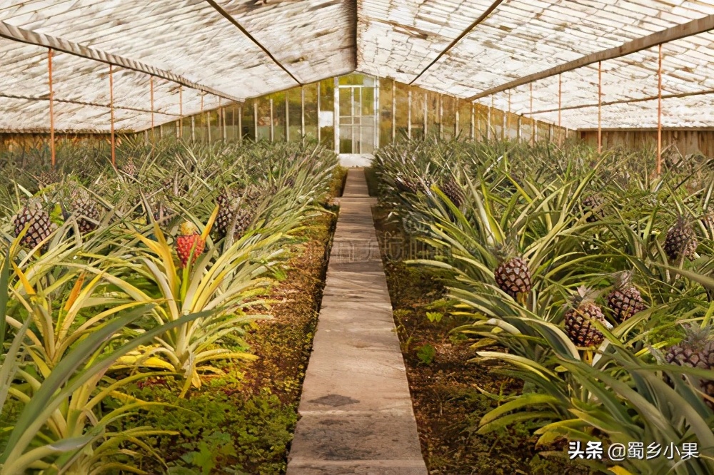 种菠萝的头如何才能长出新的菠萝,怎么不用买菠萝种子就能种大菠萝