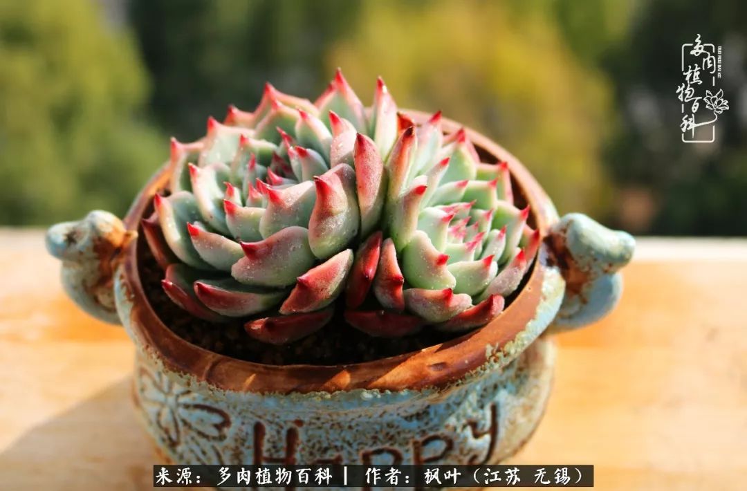 多肉与生命感悟,多肉时光