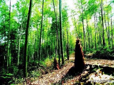 竹笋诗词精选三十一首,山中竹笋诗词