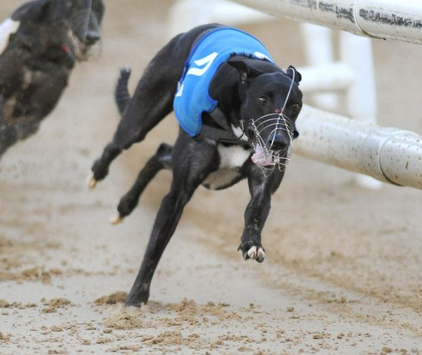 英国退役赛狗被卖到中国强迫繁殖引发公愤：卖狗给中国，太可恶！