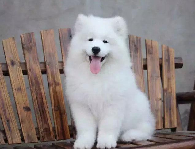 萨摩耶的颜值在狗狗眼中,萨摩耶颜值最高的狗