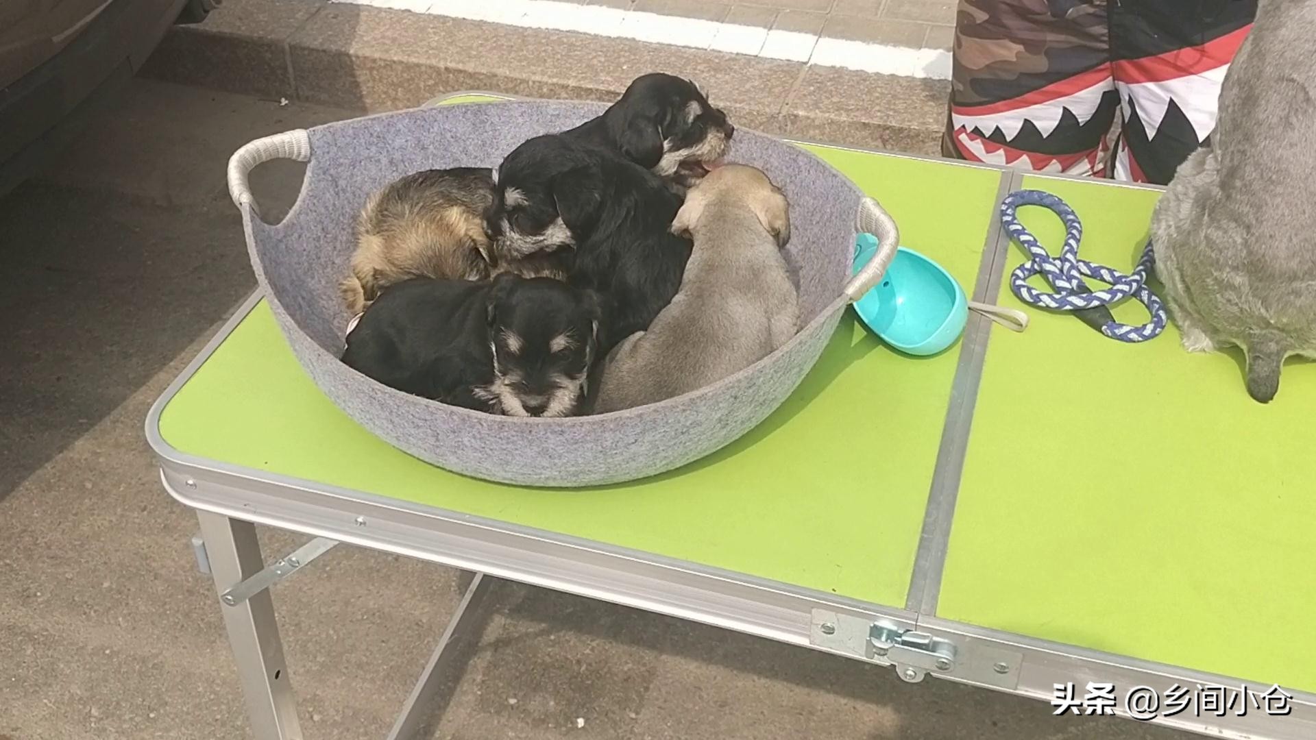 豫东最大狗市在哪里 (豫东南最大的狗市在哪里)