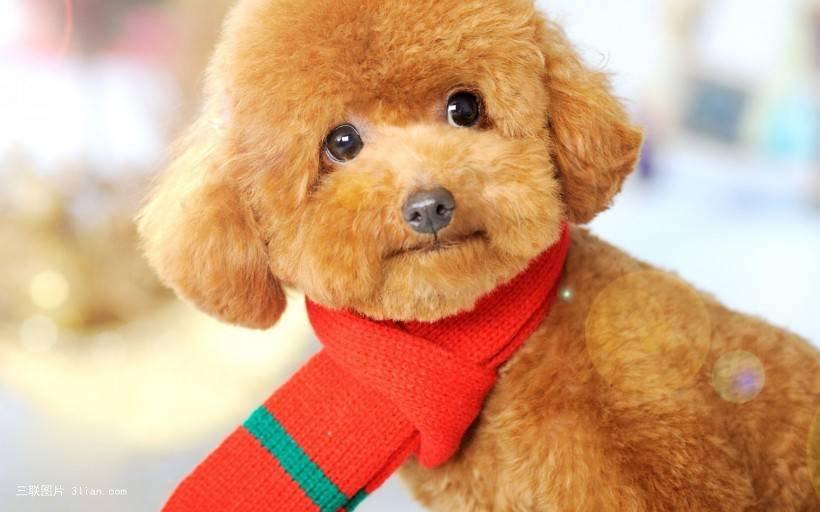 狗狗品种大全及介绍了解一下,狗狗品种怎么挑选最好看