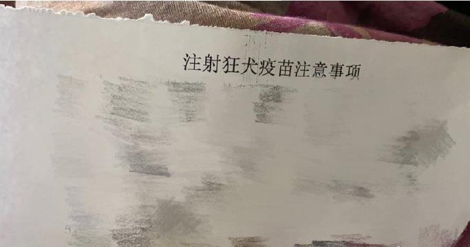 周震南被猫咬到了,周震南与何洛洛聊天记录