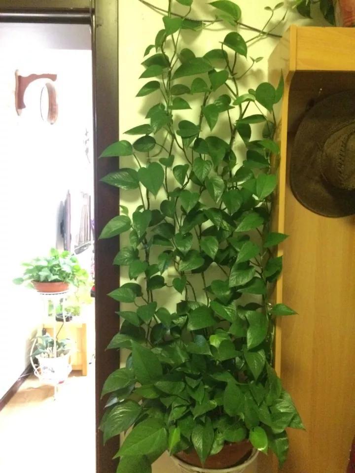 绿萝里面的小机关,绿萝有小机关怎么办