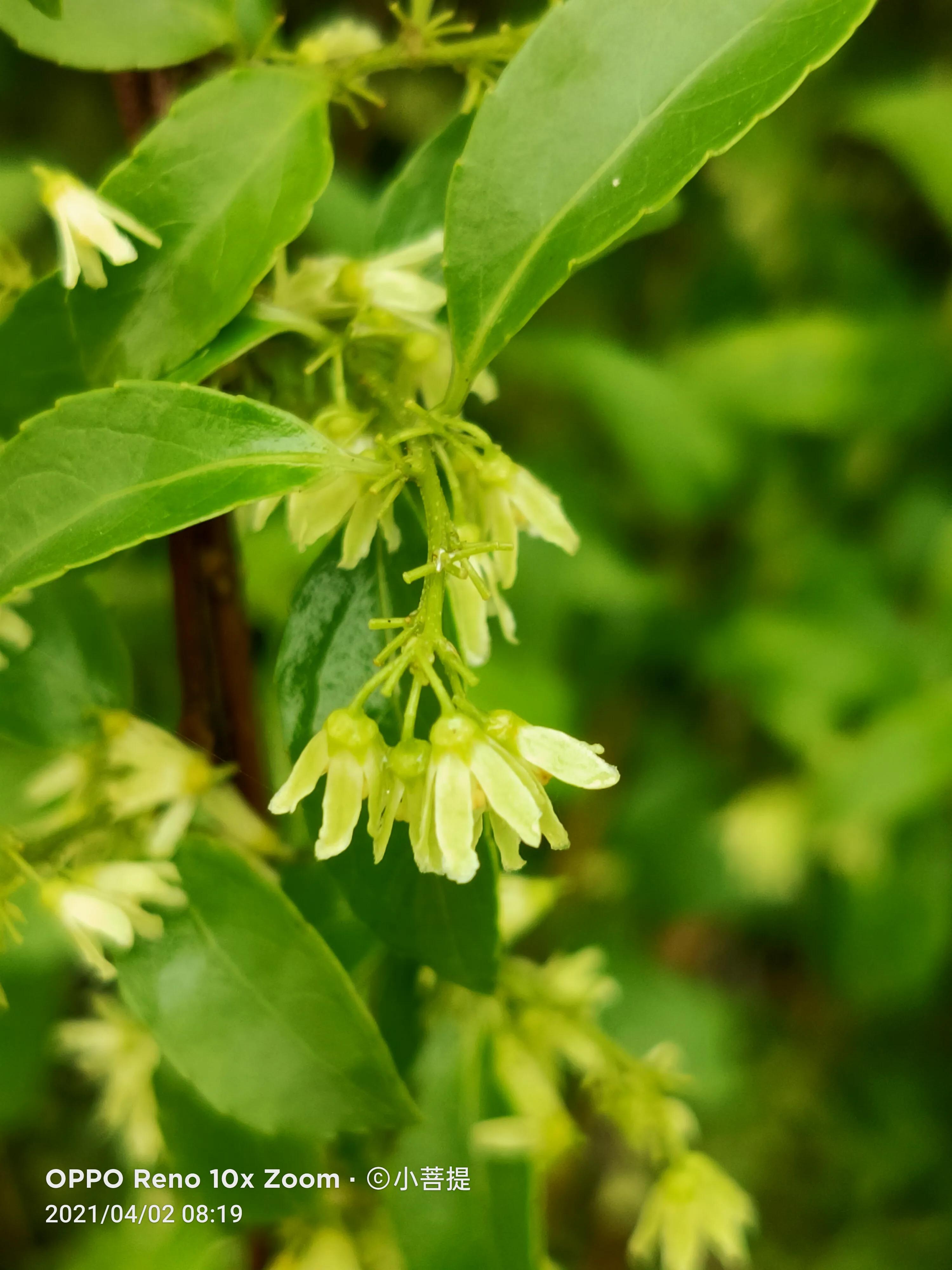 清明时节开花的花草有哪些,早春时节各种植物的样子