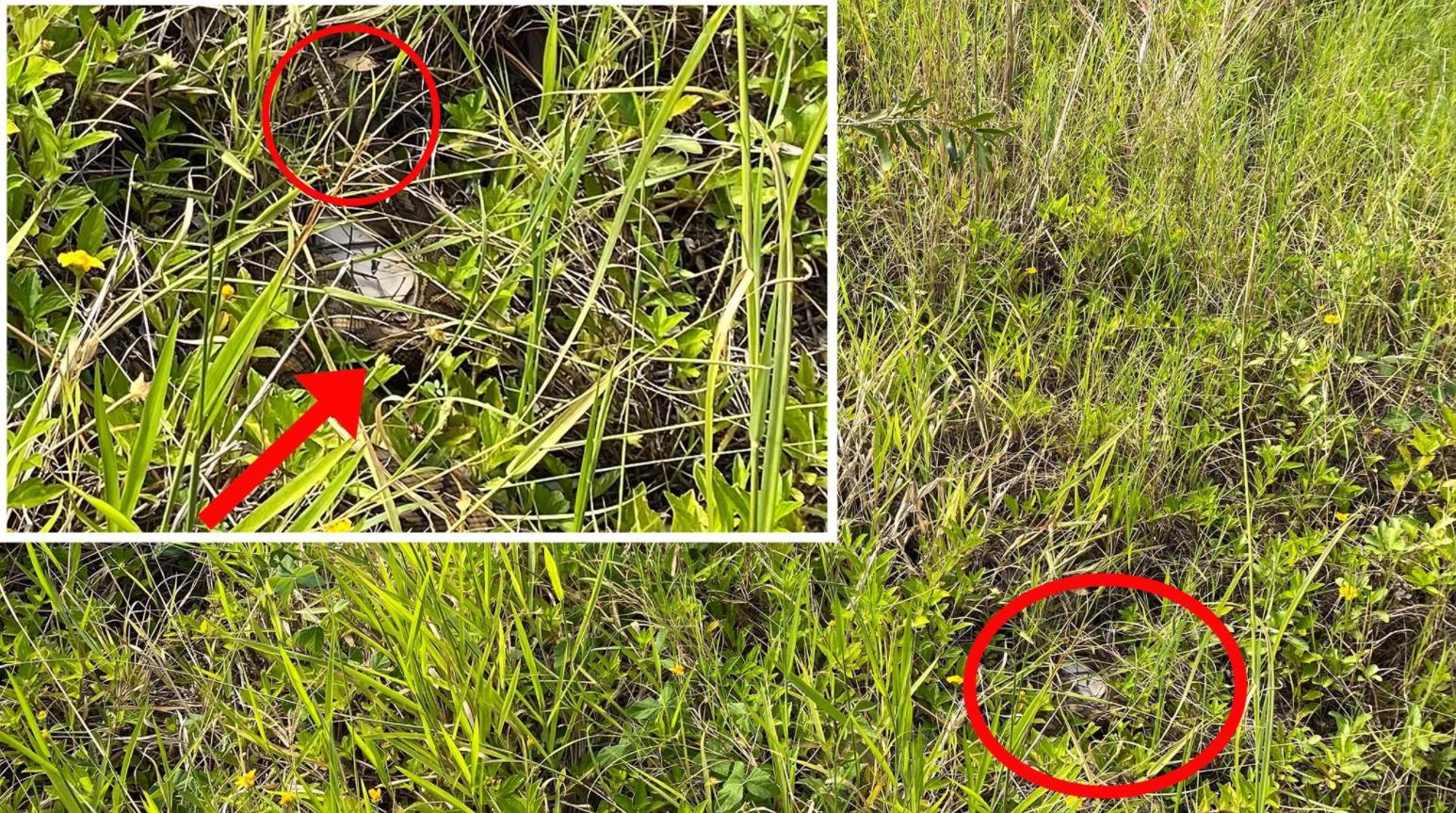 蛇会报复和记仇吗,没打过蛇的人遇见蛇蛇会追吗