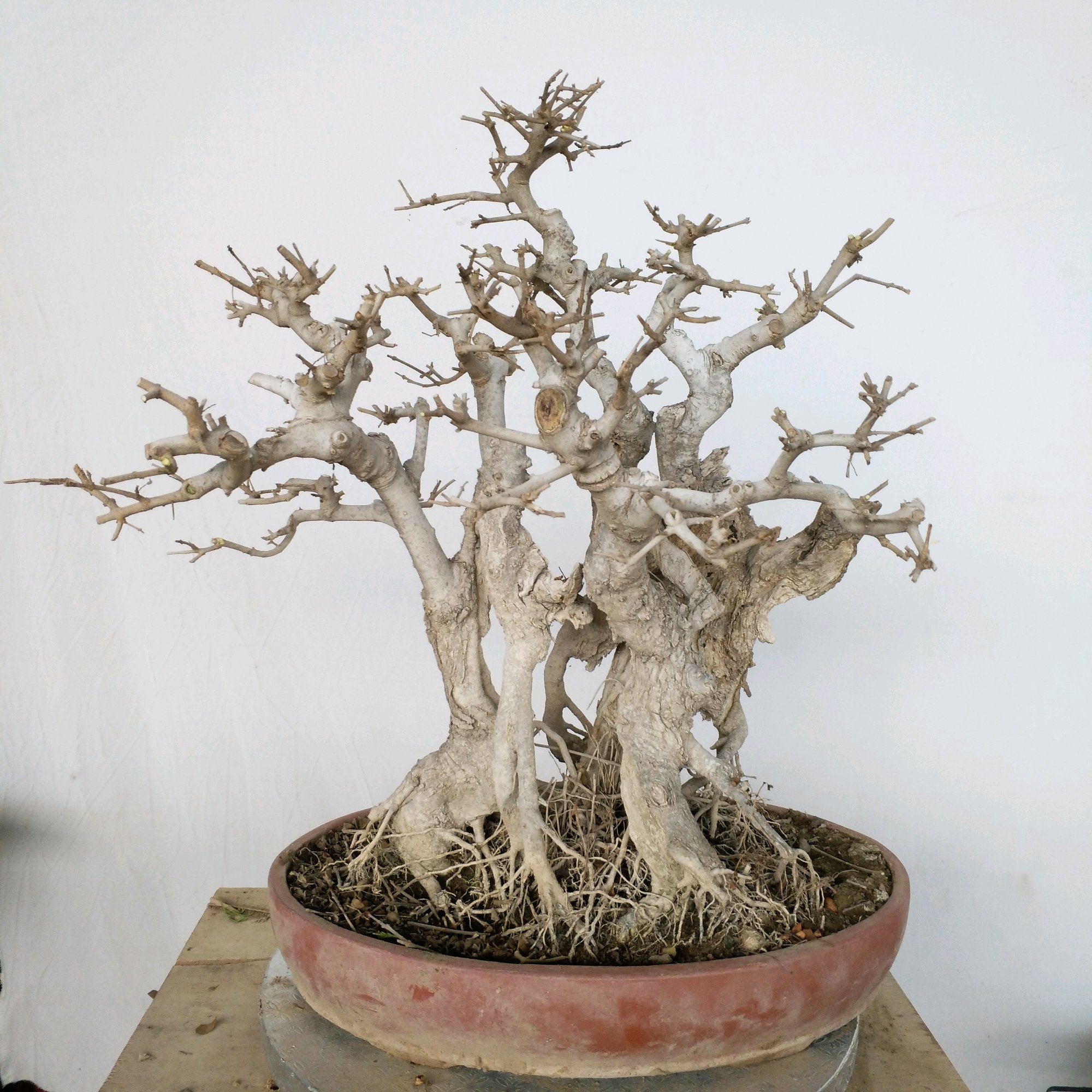 白蜡树叶子枯萎是什么原因,白蜡树叶片枯萎怎么救活