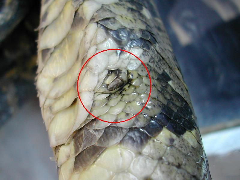 30公斤巨蟒进村吃200只鸡,巨蟒真实吞食野猪