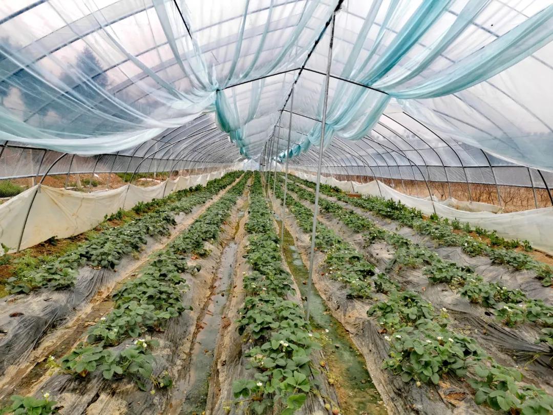 黄峰：“苗”准新商机“种”下二次创业梦