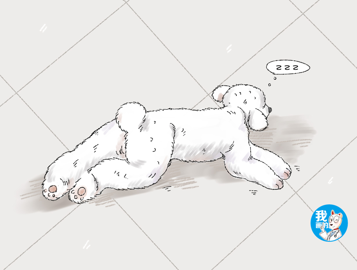 狗狗趴在客厅,从狗狗的睡姿看爱不爱你