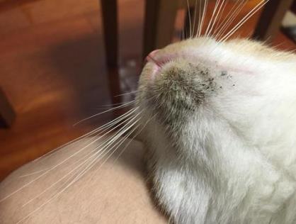 猫咪长黑头是什么原因,普通猫咪有黑头吗