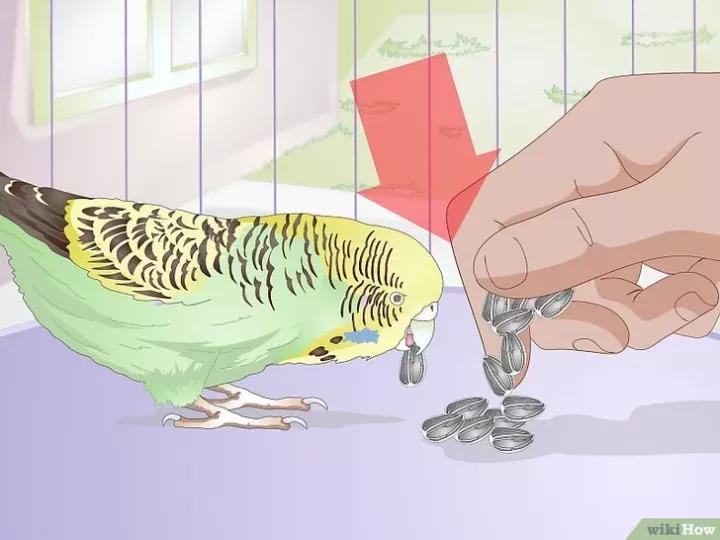 如何喂养虎皮鹦鹉,虎皮鹦鹉人工喂养