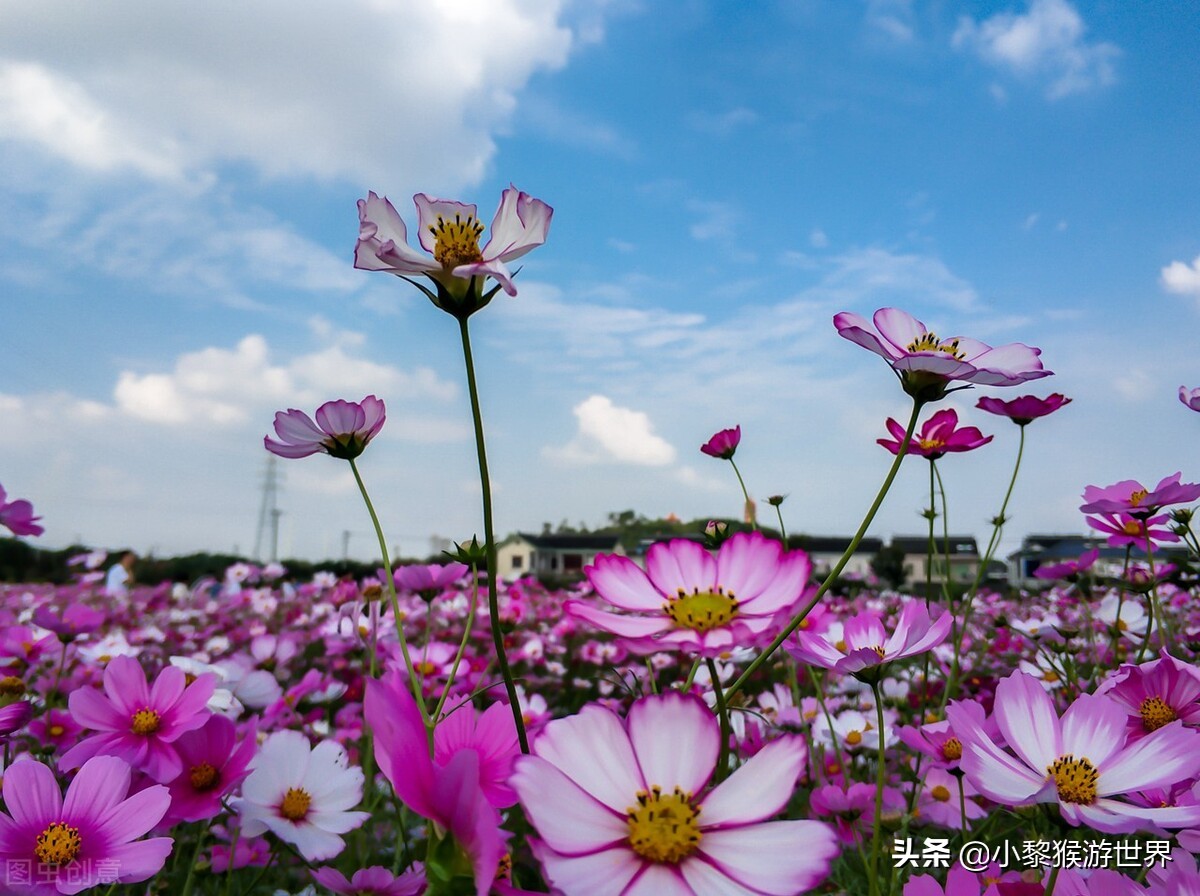 十一国庆苏州景区免费开放,苏州旅游最值得去的十个免费景区