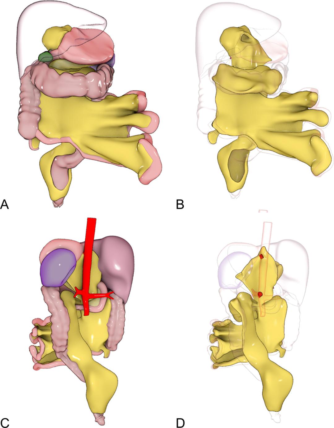 这样的解剖结构容易忘？重新认识肠系膜