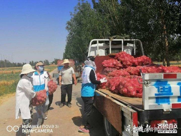 找记者上壹点｜聊城一贫困户家中洋葱滞销，志愿者解燃眉之急