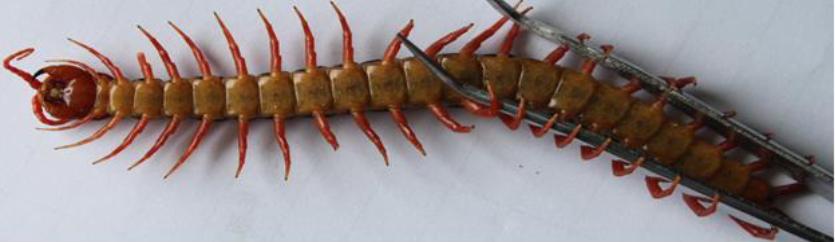 在南方大蜈蚣面前,南方大蟑螂简直不堪一提