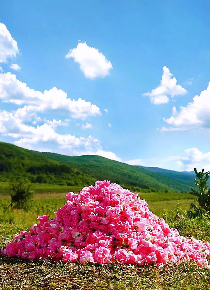 保加利亚玫瑰纯露官方旗舰店,保加利亚玫瑰介绍