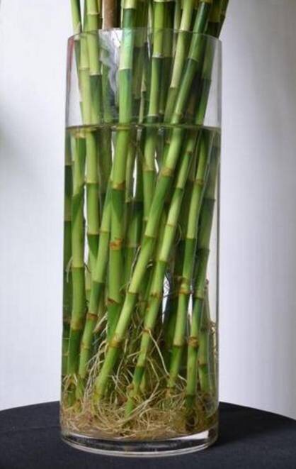 富贵竹叶子黄叶怎么养,富贵竹黄叶怎么养