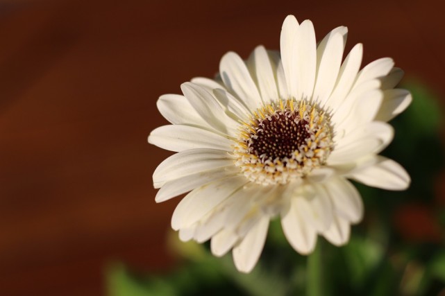 爱生气的女人情商,最会哄人的星座女