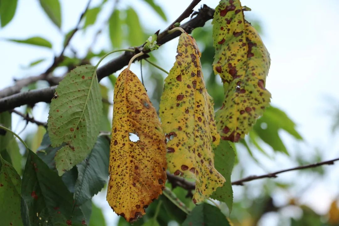 图说樱桃病虫害防治关键技术书籍,樱桃病虫害防治图谱