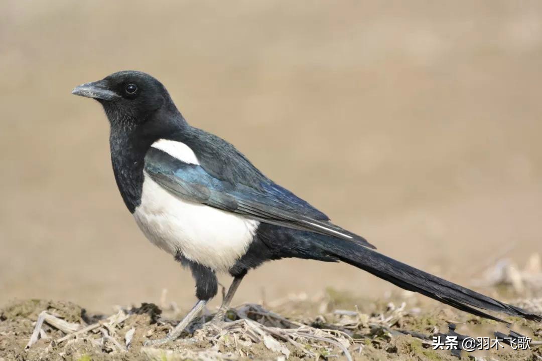 观鸟入门,观鸟小贴士