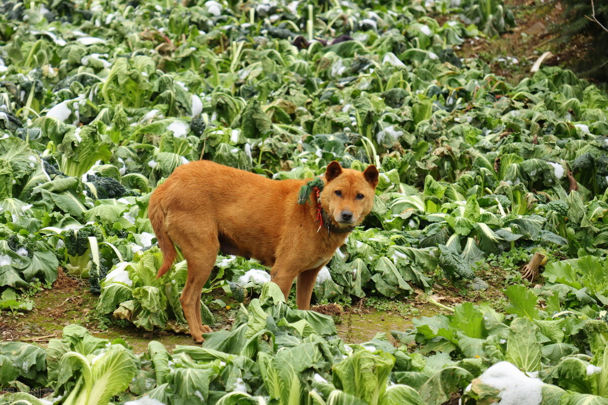 中华田园犬的优缺点及性格,中华田园犬幼犬有人歧视吗