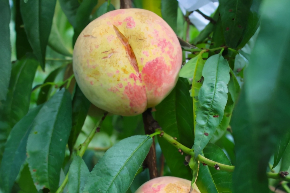 正宗又甜又脆的丑桃,即将灭绝的老品种桃子